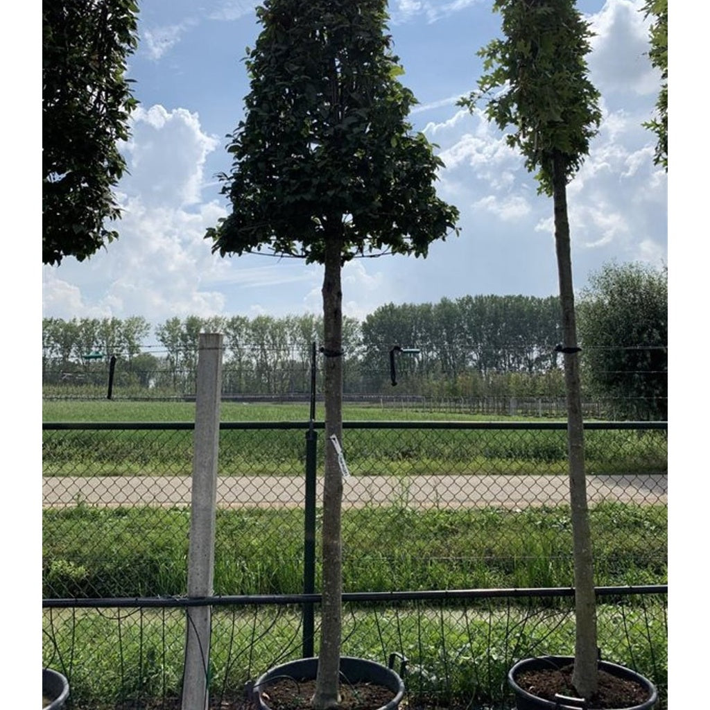 Avenbok – Carpinus betulus - C25 8/10 200 CM Stem